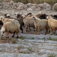 ۲۵ راس میش ترکی بختیاری آبستن