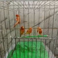 قناری رو تخم و جوجه ماده تن نخورده آماده