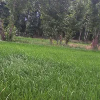 نظافتچی خانم