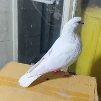 کبوتر پرشی .ازبلندی شب گرفتم