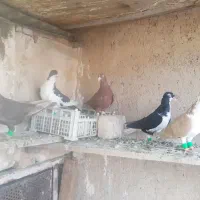 کفتر شهری و تور دستی|پرنده|شیراز, نیستان|دیوار
