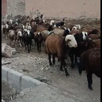 فروش گله گوسفند افشاری