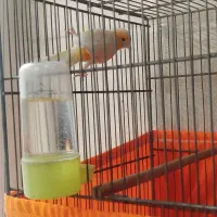 قناری نر پرتقالی|پرنده|پاکدشت, شهرک امام رضا|دیوار