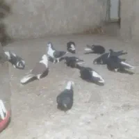 کبوتر رنگی