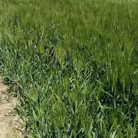 جو بهاره|خدمات باغبانی و درختکاری|سجاس رود, |دیوار