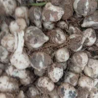 خرید موسیر تناژ ونقدی