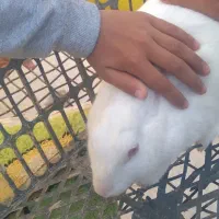 خرگوش