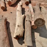 قطع و برش درخت رایگان|خدمات باغبانی و درختکاری|بوشهر, |دیوار