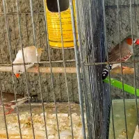 پرنده فنج الماسی