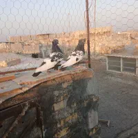 کبوتر|پرنده|بهبهان, |دیوار