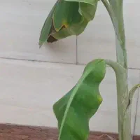 درختچه موز