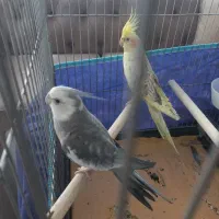 عروس هلندی دستی جفت . سخنگو