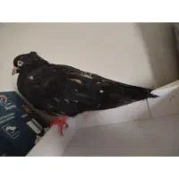 کبوتر زاغ کرز سیاتی پرنده|پرنده|کرمانشاه, |دیوار