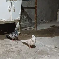 کفتر باخت رفته