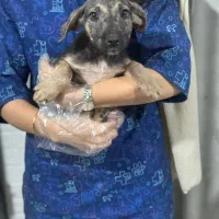 سگ میکس بومی|سگ|رشت, فرزانه|دیوار