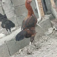مرغ فروشی