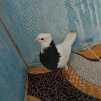 کبوتر گمشده|حیوانات|کوهدشت, |دیوار