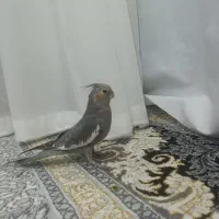 عروس هلندی خاکستری|پرنده|بردسیر, |دیوار