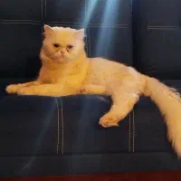 گربه پرشین نر|گربه|رشت, پیرکلاچای|دیوار