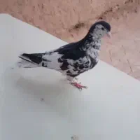 فروشی|پرنده|خواف, |دیوار