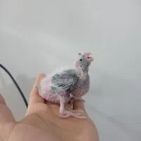 جوجه عروس هلندی|پرنده|زابل, |دیوار