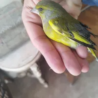 سهره‌معاوضه‌با‌دوتا‌عروس‌نر‌بالغ|پرنده|ساوه, |دیوار