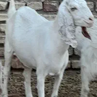 بز جوان