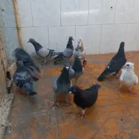 کبوتر ۱۰ تا