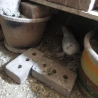 ۱۲کبوترویک جوجه کبوتر