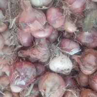 پیاز محلی|خوردنی و آشامیدنی|افشار, |دیوار