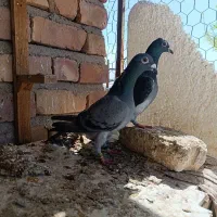 کبوترجفتی مسافتی جوجه نر