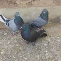 کبوتر اصفهانی