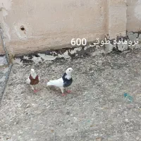 کفتر گرفتنی|پرنده|قم, دروازه ری|دیوار