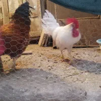 خروس|حیوانات مزرعه|دزفول, |دیوار