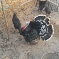 جوجه بوقلمون . بوقِلمون مرغ لارئ|حیوانات مزرعه|نیشابور, رنج آباد|دیوار