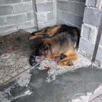 سلام سگ ژرمن اصیل