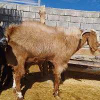 نری پاکستانی|حیوانات مزرعه|صوغان, |دیوار