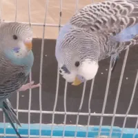 ۲ جفت مرغ عشق جوان