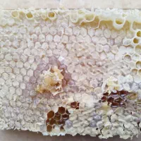 عسل ارگانیک خلخال