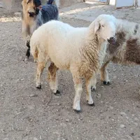 کهره نر و بره ماده|حیوانات مزرعه|مرودشت, مسکن مهرگان|دیوار