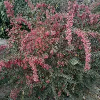 دو‌خط‌تلفن‌ثابت‌شماره.روند‌پشت‌هم