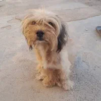 قیمت ۲ملیون