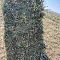 یونجه چین دوم|حیوانات مزرعه|اردبیل, |دیوار