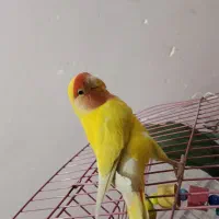 طوطی برزیلی دستی|پرنده|ساوه, |دیوار
