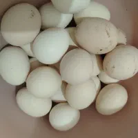 تخم مرغ محلی