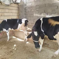گاو ونوبر|حیوانات مزرعه|نورآباد, |دیوار