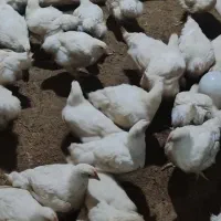 مرغ گوشتی|حیوانات مزرعه|مشگین شهر, |دیوار