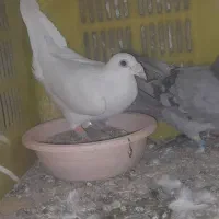 ی جفت پلاکی نر ماده