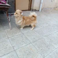 سگ پاکوتاه فوری فوری