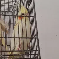 عروس هلندی|پرنده|چمران, |دیوار